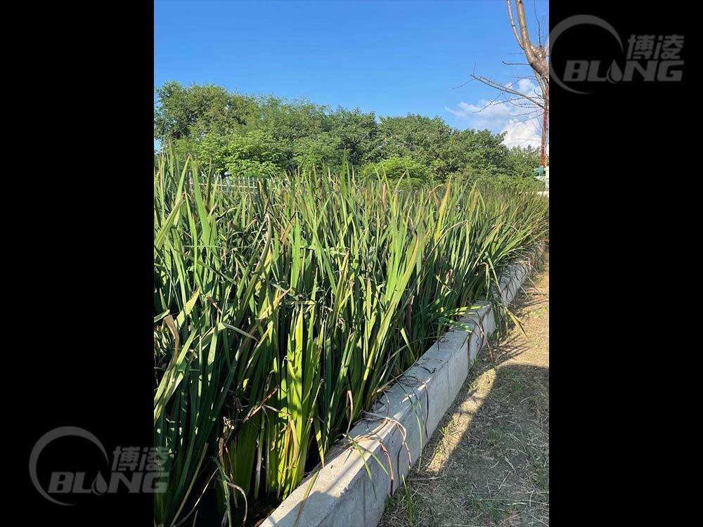 白甸污水厂生态安全缓冲区